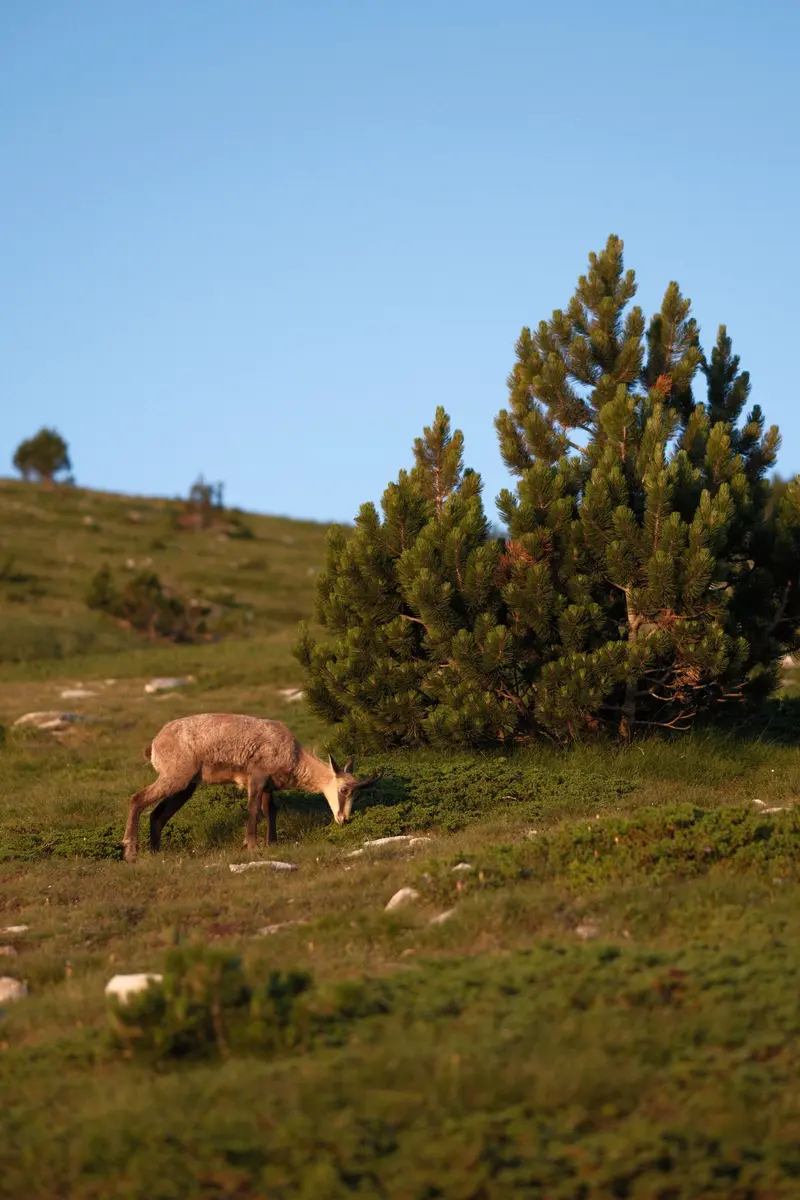 A chamois on a green Olympus meadow